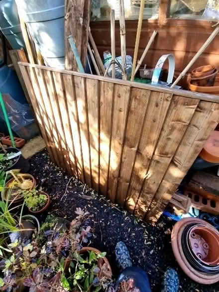 Photo of free Fence panel (South Tonbridge TN9) #1