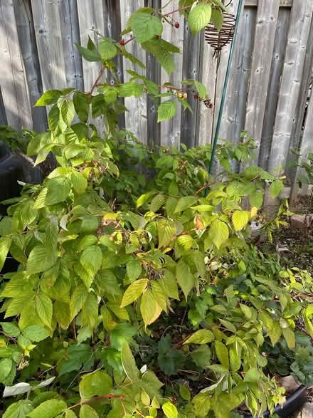 Photo of free Perennial plants (oakville. third line/dundas) #3