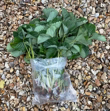 Photo of free Strawberry runners (TQ12 4SN) #2