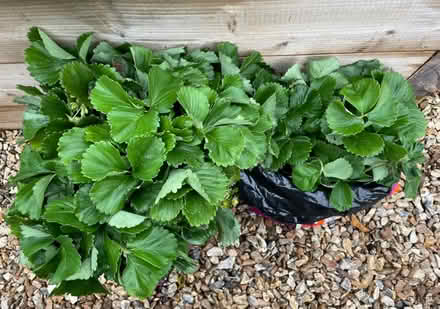 Photo of free Strawberry runners (TQ12 4SN) #1