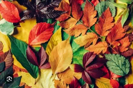 Photo of Leaves, hay, sticks, bark, wood (GL4) #1