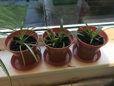 Photo of free Spider plants (Luddenden Foot HX2) #1