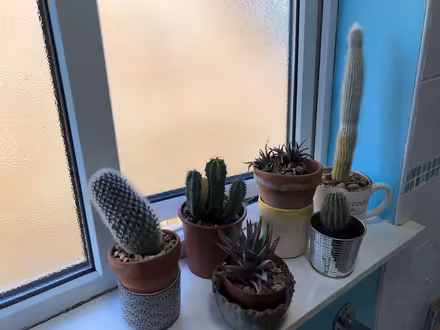 Photo of free Indoor Plants (Croham CR2) #1
