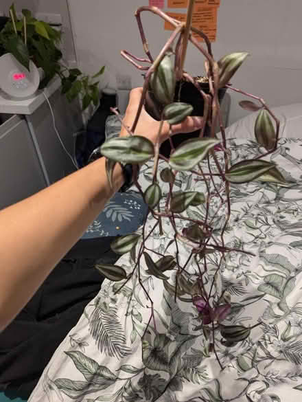 Photo of free Tradescantia zebrina plant (Golders green NW11) #1