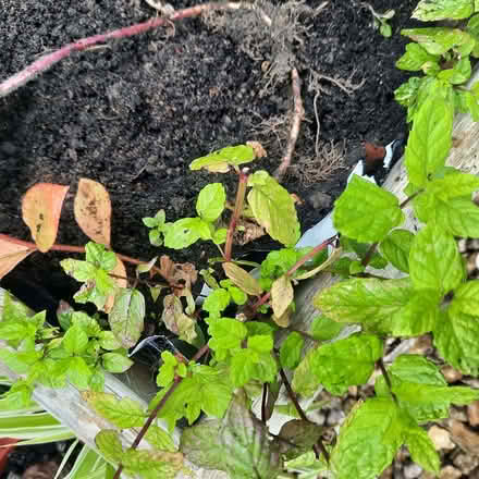 Photo of free Mint plants (Southport PR9) #1