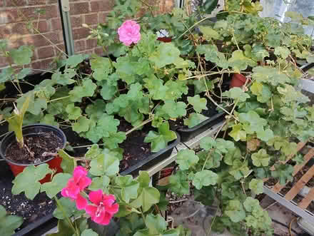 Photo of free Trailing Ivy Leaf Geraniums (Petersfield GU31) #1