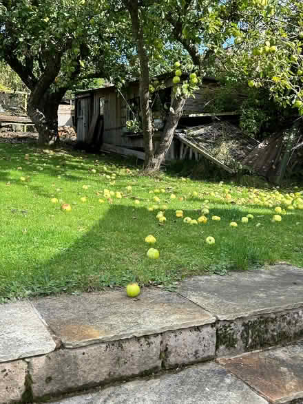 Photo of free Windfall Apples For Collecting (Matlock DE4) #1
