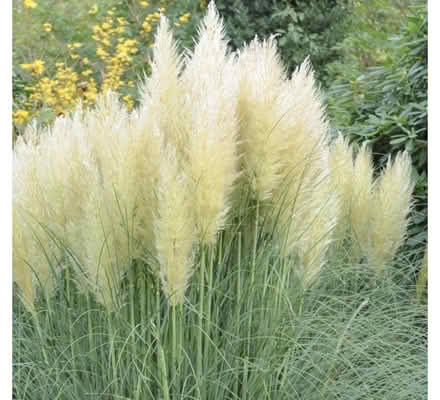 Photo of Pampas grass (Norwich) #1