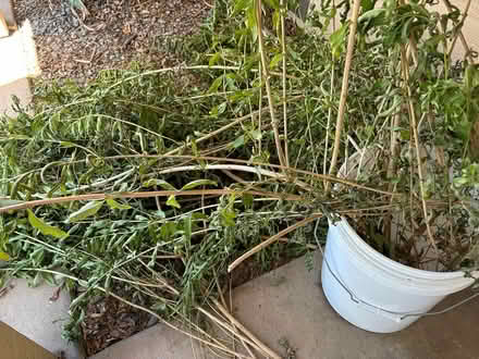 Photo of free organic lemon verbena (near De Anza College) #1
