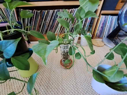 Photo of free Downsizing Plants (94002 Continentals/Ralston) #4