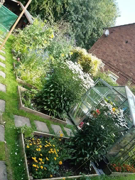 Photo of free African daisies rootes (Parsons Heath, CO4) #2