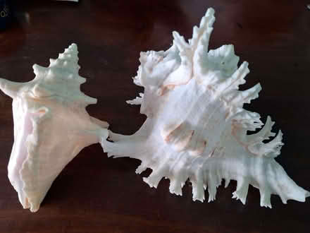 Photo of free Two large shells (Over CW7) #1