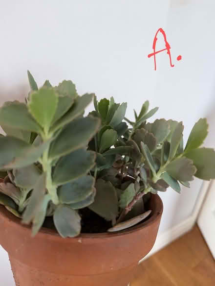 Photo of free House Plants Succulents (Westgate LA3) #2
