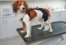 Photo of free Kruuse Rehab Knee Protector for Dogs, Left, X-Small (Corner Hall HP2) #1