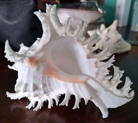 Photo of free Two large shells (Over CW7) #2