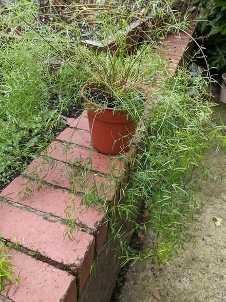 Photo of free Houseplant (Throop) #2