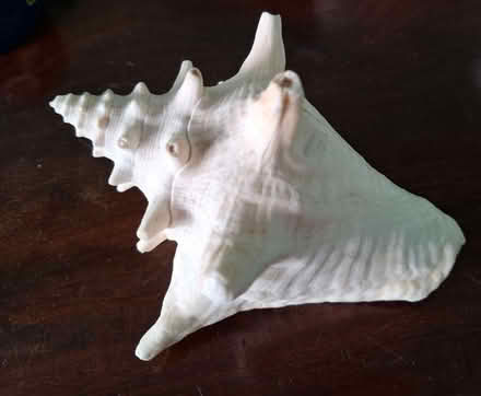 Photo of free Two large shells (Over CW7) #3