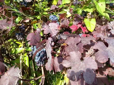 Photo of free Vine grown grapes (CO4 Highwoods) #1