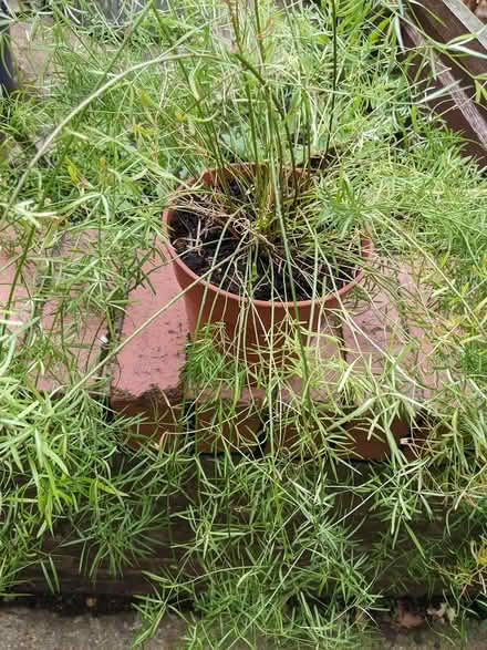 Photo of free Houseplant (Throop) #1