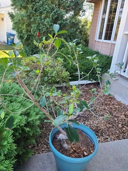 Photo of free Bonseye Tree (Eagan) #1