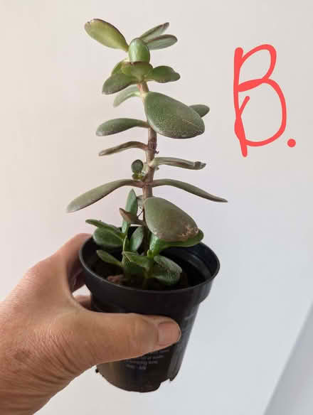 Photo of free House Plants Succulents (Westgate LA3) #3
