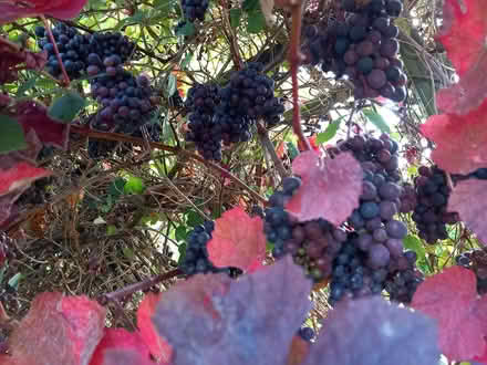 Photo of free Vine grown grapes (CO4 Highwoods) #2