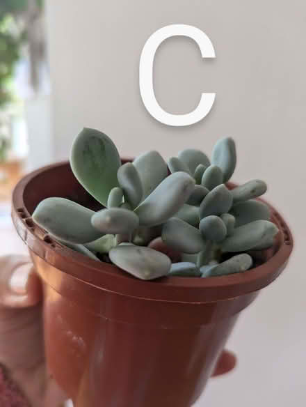 Photo of free House Plants Succulents (Westgate LA3) #4