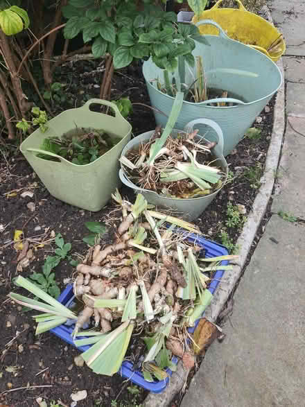 Photo of free Blue bearded iris rhizomes (Stroud central) #1