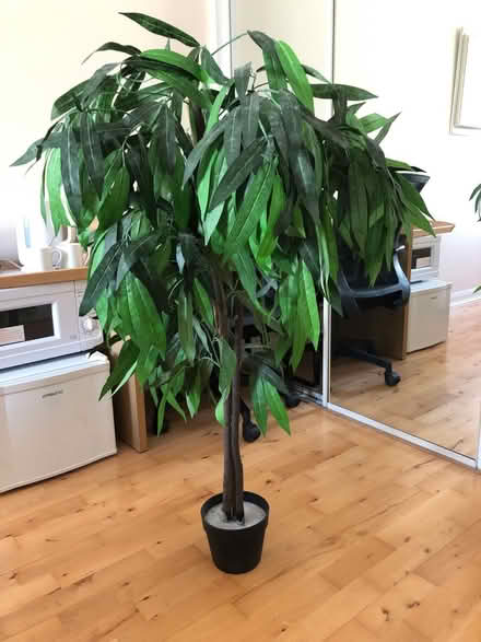 Photo of free Plastic tree (Kingston upon Thames KT2) #2