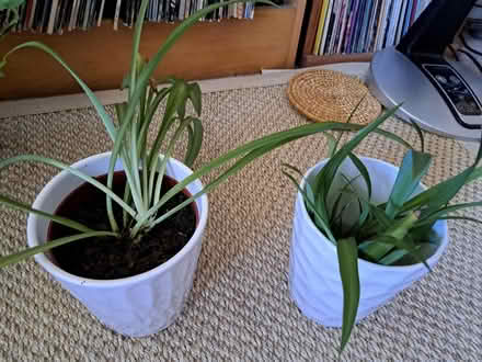 Photo of free Downsizing Plants (94002 Continentals/Ralston) #2