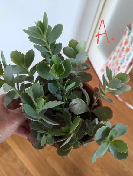 Photo of free House Plants Succulents (Westgate LA3) #1
