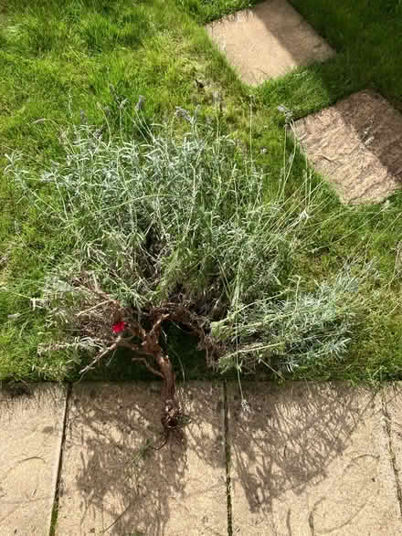 Photo of free Lavander (OX11) #1