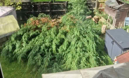 Photo of free Large amount of cut down conifers and trunk/logs. (Langley Mill NG16) #1