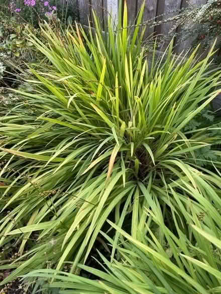 Photo of free Monbretia plants (Wrenthorpe WF2) #2