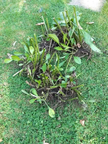 Photo of free African daisies rootes (Parsons Heath, CO4) #1