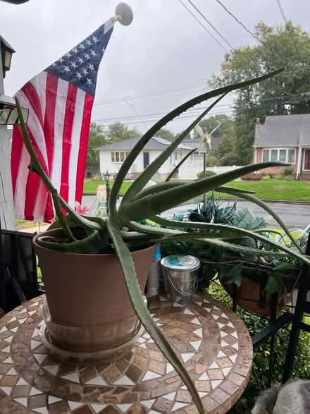 Photo of free Aloe plant- Lindenhurst (Lindenhurst, NY) #1