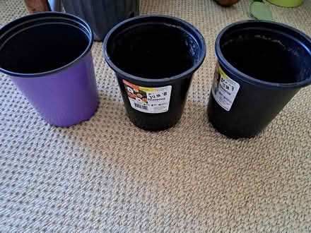 Photo of free Downsizing Plants (94002 Continentals/Ralston) #1