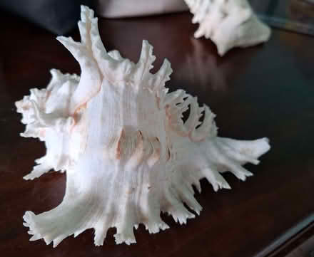 Photo of free Two large shells (Over CW7) #4