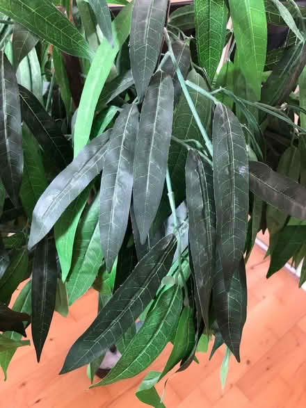 Photo of free Plastic tree (Kingston upon Thames KT2) #3