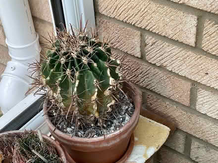 Photo of free Cacti (East Carleton NR14) #2