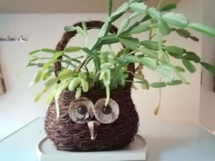 Photo of free Indoor Christmas cactus plant (GU9) #2