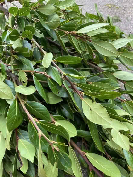 Photo of free Fresh bay leaves (St Leonards TN38) #1