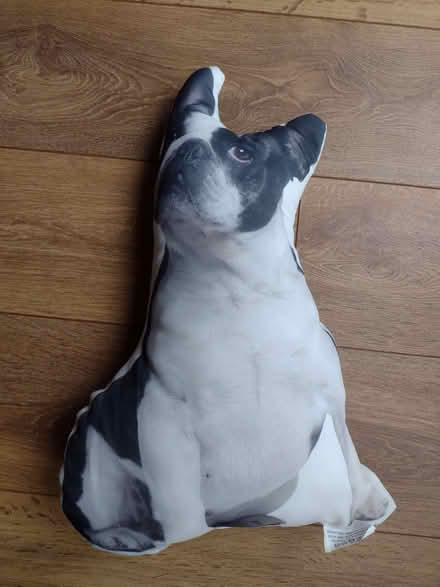 Photo of free Boston Terrier cushion (Manor S2) #1