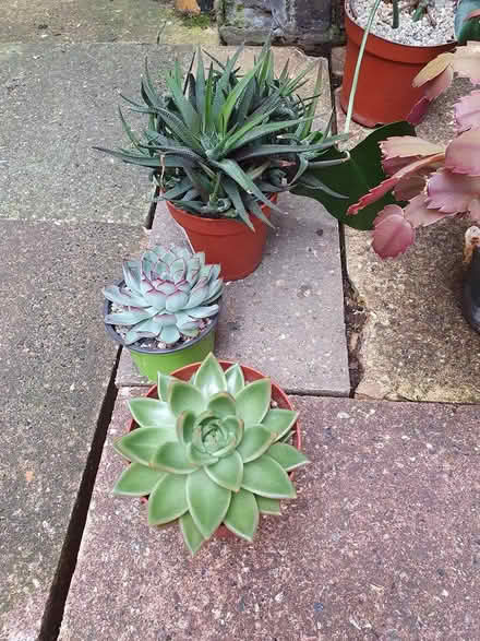 Photo of free Various houseplants (Aldershot GU12) #2