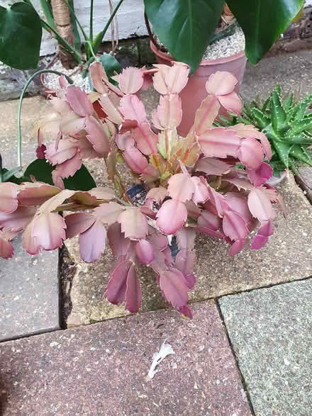 Photo of free Various houseplants (Aldershot GU12) #4