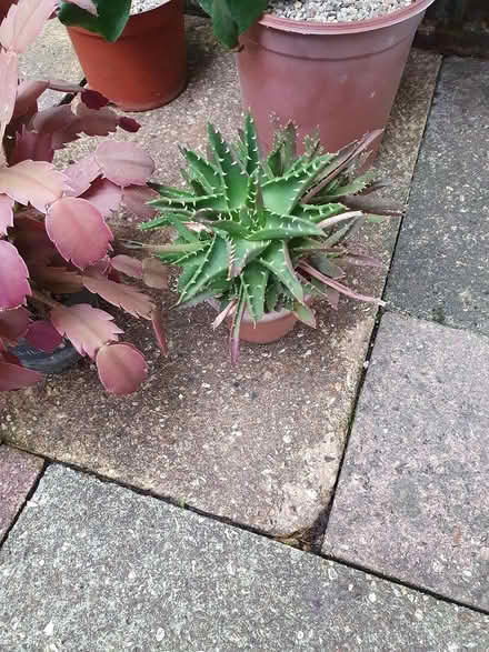 Photo of free Various houseplants (Aldershot GU12) #3