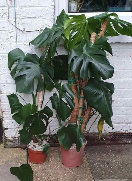 Photo of free Various houseplants (Aldershot GU12) #1