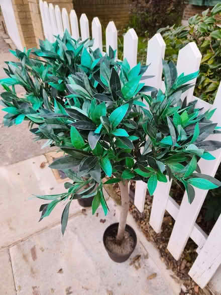 Photo of free Artificial Bay tree's (Widmore BR1) #3