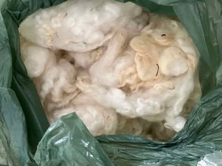 Photo of free Washed sheep fleece (Lewes Nevill area) #1