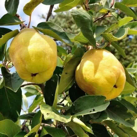 Photo of Quince (Town Furze OX3) #1